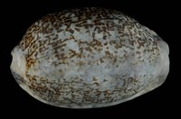 藏品(阿拉伯寶螺)的圖片